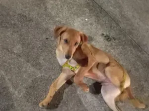 Cachorro raça SRD-ViraLata idade 7 a 11 meses nome lucky