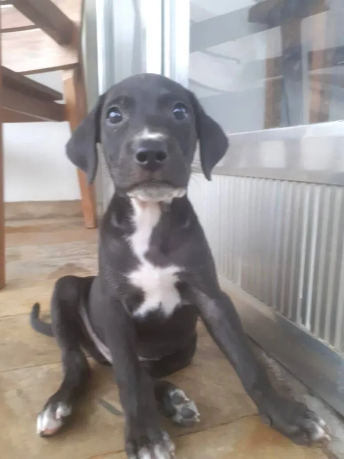 Cachorro raça SRD-ViraLata idade 2 a 6 meses nome Tito