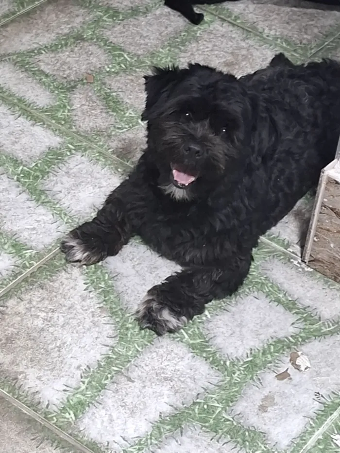 Cachorro raça Lhasa Apso idade 1 ano nome Zen