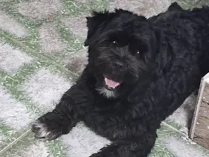 Cachorro raça Lhasa Apso idade 1 ano nome Zen