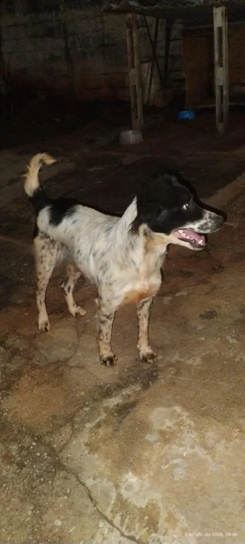 Cachorro raça SRD-ViraLata idade 1 ano nome Pandora