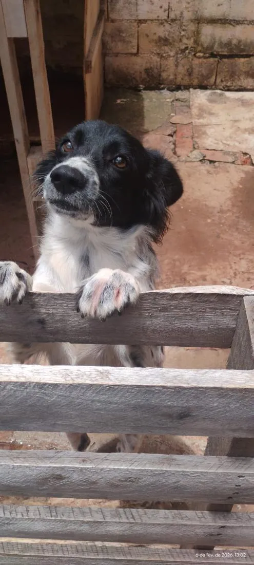 Cachorro raça SRD-ViraLata idade 1 ano nome Pandora
