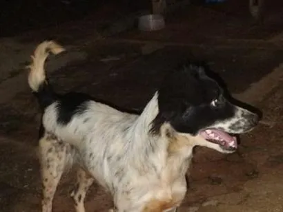 Cachorro raça SRD-ViraLata idade 1 ano nome Pandora