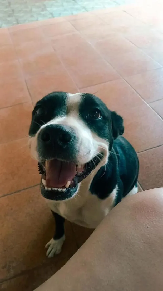 Cachorro raça SRD-ViraLata idade 6 ou mais anos nome Sarabi