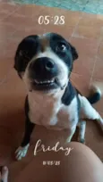 Sarabi