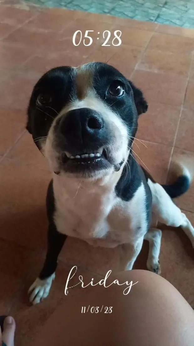 Cachorro raça SRD-ViraLata idade 6 ou mais anos nome Sarabi