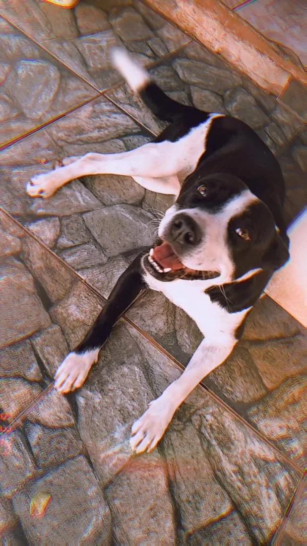 Cachorro raça SRD-ViraLata idade 6 ou mais anos nome Sarabi