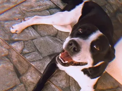 Cachorro raça SRD-ViraLata idade 6 ou mais anos nome Sarabi