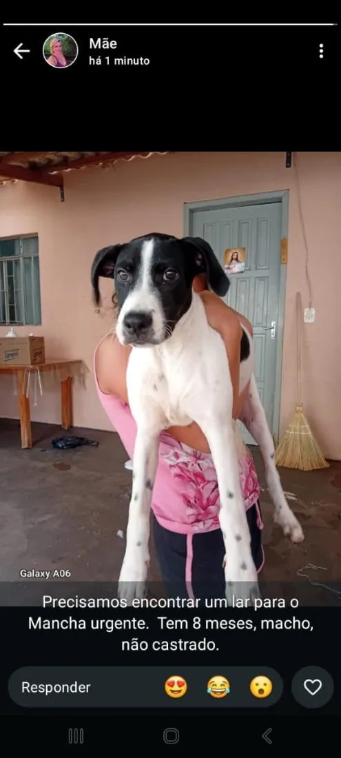 Cachorro raça SRD-ViraLata idade 7 a 11 meses nome Mancha