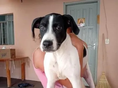 Cachorro raça SRD-ViraLata idade 7 a 11 meses nome Mancha