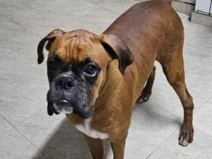 Cachorro raça Boxer idade 7 a 11 meses nome Rocky