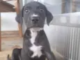 Tito
