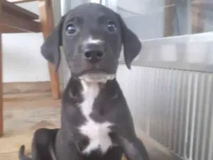 Cachorro raça SRD-ViraLata idade 2 a 6 meses nome Tito