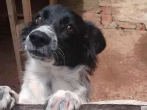 Cachorro raça SRD-ViraLata idade 1 ano nome Pandora