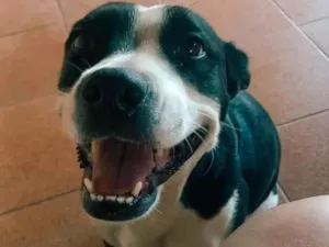 Cachorro raça SRD-ViraLata idade 6 ou mais anos nome Sarabi