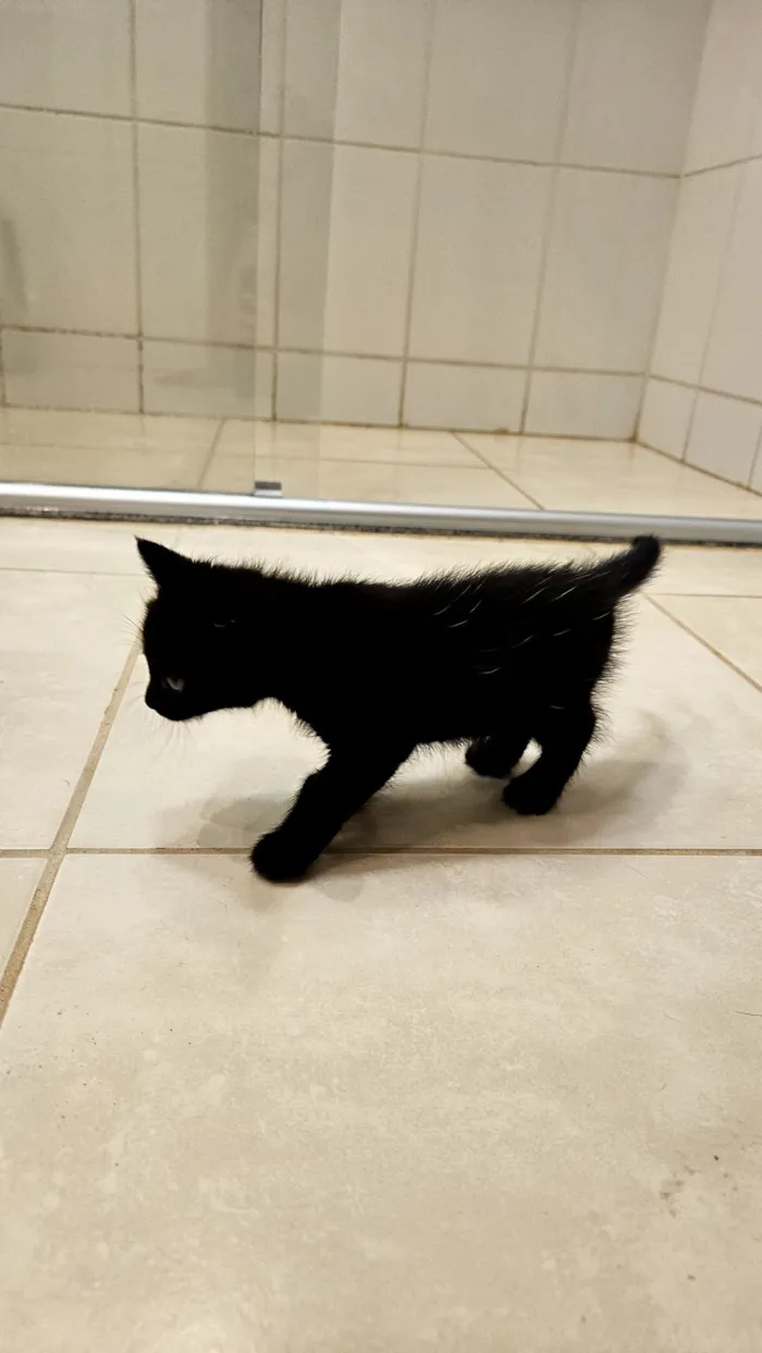 Gato raça SRD-ViraLata idade Abaixo de 2 meses nome Gatinha Preta