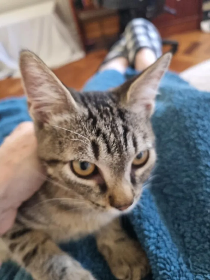 Gato raça SRD-ViraLata idade 2 a 6 meses nome Téo