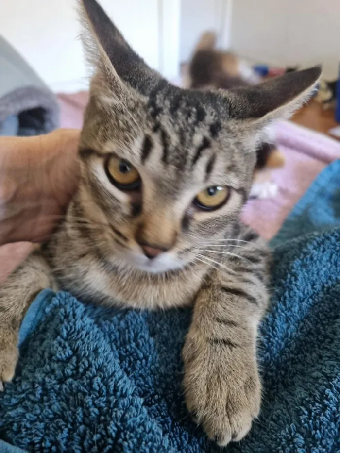 Gato raça SRD-ViraLata idade 2 a 6 meses nome Téo