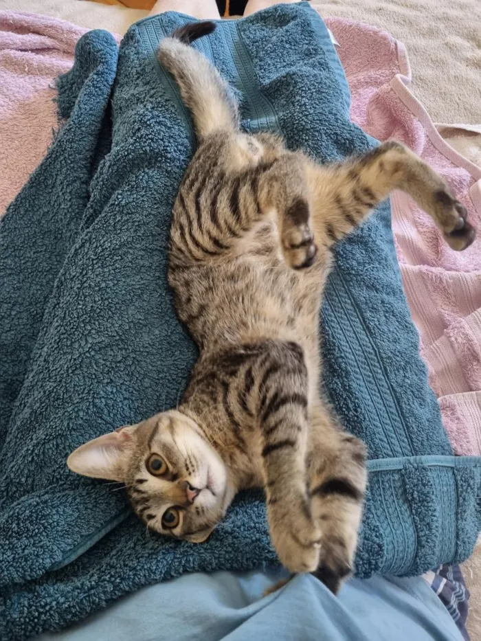 Gato raça SRD-ViraLata idade 2 a 6 meses nome Téo