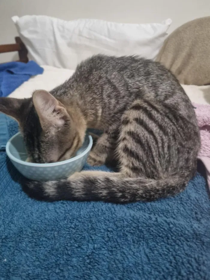 Gato raça SRD-ViraLata idade 2 a 6 meses nome Téo