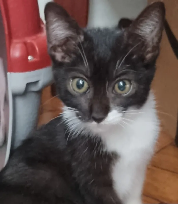 Gato raça SRD-ViraLata idade Abaixo de 2 meses nome Cindy