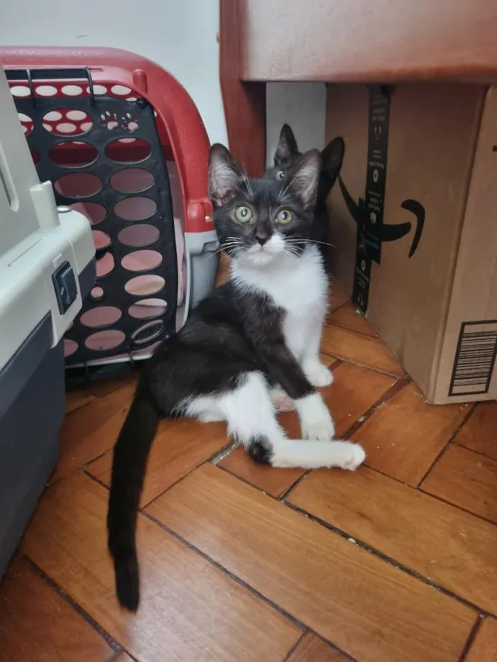 Gato raça SRD-ViraLata idade Abaixo de 2 meses nome Cindy