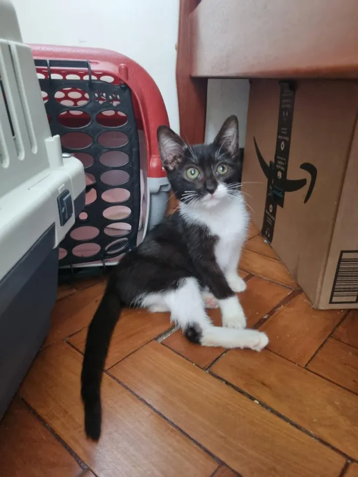 Gato raça SRD-ViraLata idade Abaixo de 2 meses nome Cindy