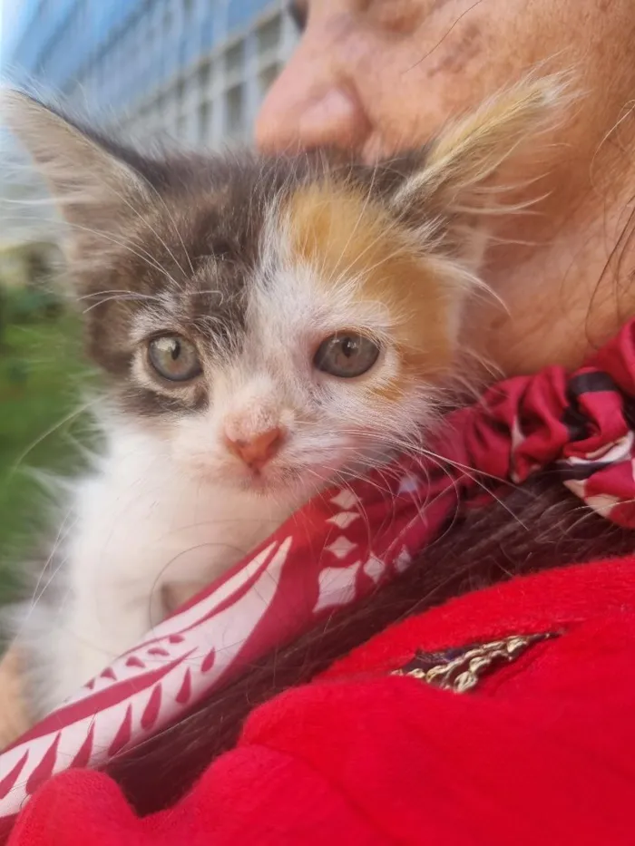 Gato raça SRD-ViraLata idade Abaixo de 2 meses nome Julie