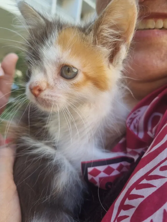 Gato raça SRD-ViraLata idade Abaixo de 2 meses nome Julie