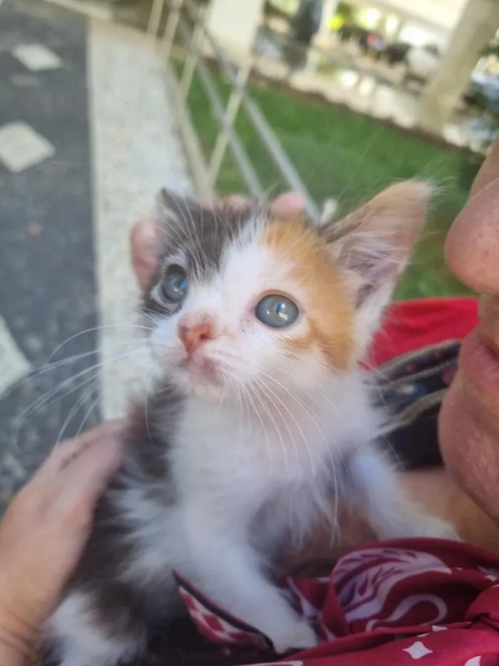 Gato raça SRD-ViraLata idade Abaixo de 2 meses nome Julie