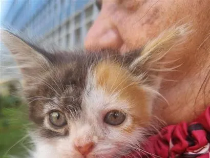 Gato raça SRD-ViraLata idade Abaixo de 2 meses nome Julie