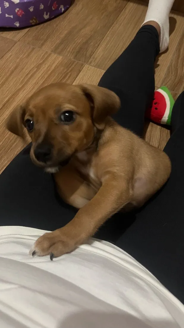Cachorro raça SRD-ViraLata idade Abaixo de 2 meses nome Serena 
