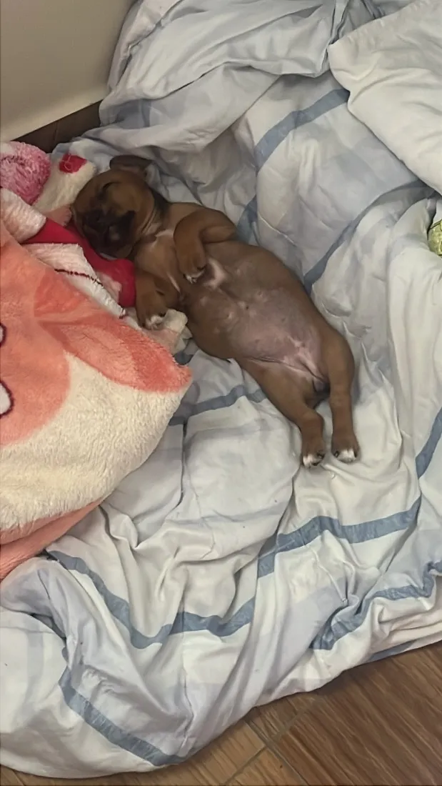 Cachorro raça SRD-ViraLata idade Abaixo de 2 meses nome Serena 