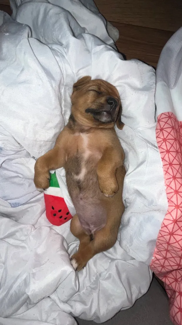 Cachorro raça SRD-ViraLata idade Abaixo de 2 meses nome Serena 