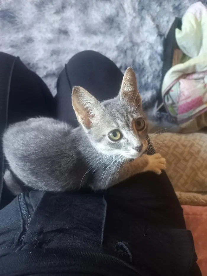 Gato raça SRD-ViraLata idade Abaixo de 2 meses nome Não tem nome