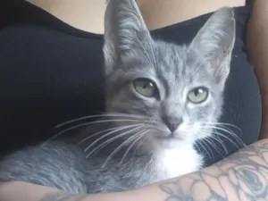 Gato raça SRD-ViraLata idade Abaixo de 2 meses nome Não tem nome
