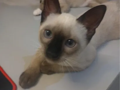 Gato raça Siamês idade 7 a 11 meses nome ...