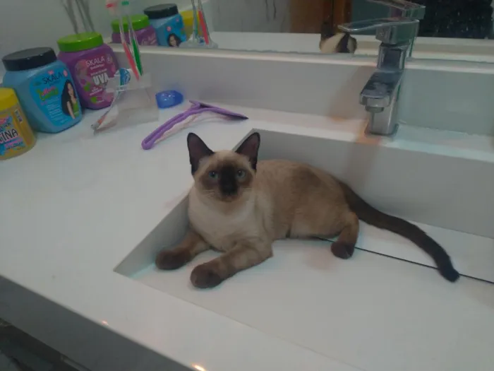 Gato raça Siamês idade 7 a 11 meses nome ...