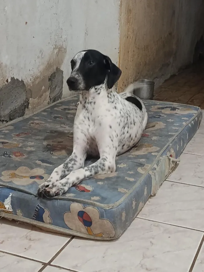 Cachorro raça Dálmata idade 1 ano nome Charlotte 