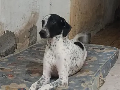 Cachorro raça Dálmata idade 1 ano nome Charlotte 