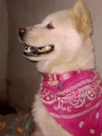 kyara