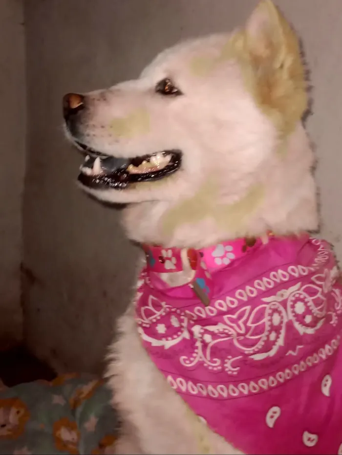 Cachorro raça Chow Chow idade 3 anos nome kyara