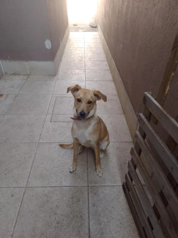 Cachorro raça SRD-ViraLata idade 2 a 6 meses nome Zara