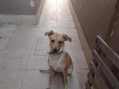 Cachorro raça SRD-ViraLata idade 2 a 6 meses nome Zara