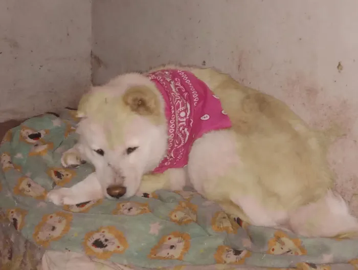 Cachorro raça Chow Chow idade 3 anos nome kyara