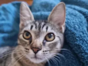 Gato raça SRD-ViraLata idade 2 a 6 meses nome Téo