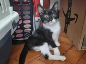 Gato raça SRD-ViraLata idade Abaixo de 2 meses nome Cindy