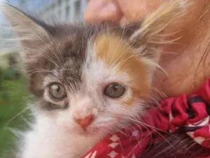 Gato raça SRD-ViraLata idade Abaixo de 2 meses nome Julie