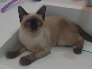 Gato raça Siamês idade 7 a 11 meses nome ...