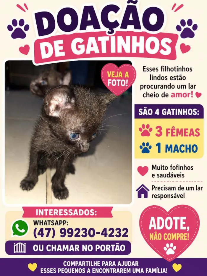 Gato raça SRD-ViraLata idade Abaixo de 2 meses nome não tem